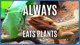 How to Get Your Bearded Dragon to Eat Vegetables & Improve Their Dietary Variety