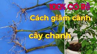 Cách giâm cành cây chanh nhanh ra rễ, 100% thành công. chăm sóc cây chanh.