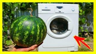 My Experiments: Washing Machine Vs Watermelon