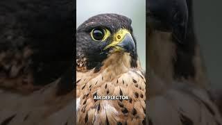 How Peregrine Falcons Inspired Jet Engine Design! ️