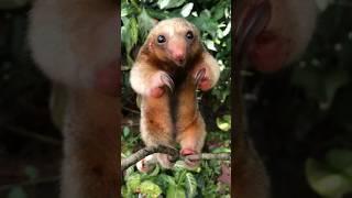 Cute But Dangerous | Meet The World's Tiniest Anteater  #shorts