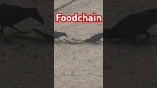 #foodchain I #ramchander kehgye siya se/ #GARLANItv