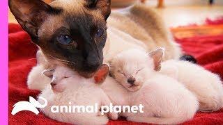 Protective First-Time Mom Looks After Her Curious Siamese Kittens | Too Cute!