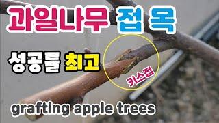 과일나무 접목 설접 키스접 성공률 최고!  사과나무 접목 grafting apple trees