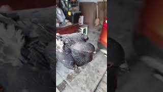 Ястреб  загнал голубя в гараж