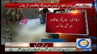 Lion is killed in Vehari Zoo