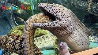 Amazing Fierce Battle Of Giant Eel And Leopard Eel - Moray Eel Dangerous Hunting In Deep Sea