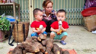 Harvest yams - bring them to the market to sell | Chúc Thị Duyên