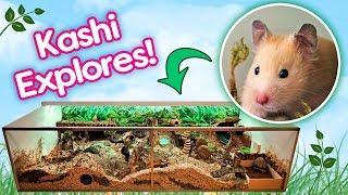 Hamster "Kashi" Explores Her Rainforest Cage for the First Time!