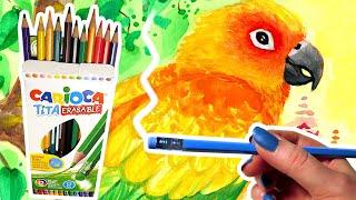 Do These ERASABLE Colored Pencils Work? Parrot Sketch & United Office Watercolor Painting