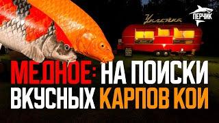 Поиски вкусного фарма и карпов кои на Медном ● Русская рыбалка 4 ● Перчик РР4