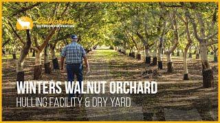 Winters Walnut Orchard | Winters, California