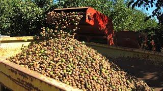 Walnut Farming And Harvesting - Walnut Cultivation Technology - Walnut Processing Factory