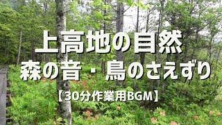 【自然音BGM】上高地の森と鳥のさえずり30分/リラックス癒し・作業用・目覚めの朝に