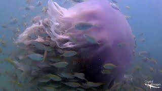 Massive Lion's Mane Jellyfish Sighting || ViralHog