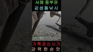 서해 중부권 감성돔 기록 경신의 시기! 강력한 손맛! #낚시 #전유동채비 #fishi #바다 #fishingvideo #서해감성돔