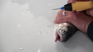 Fish Tagging: Operculum (cheek) method