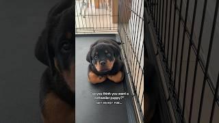 are you sure??  @nalatheneedyrottie #rottweiler