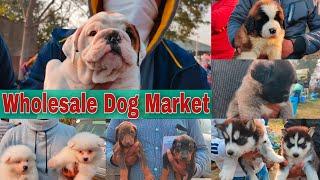 Wholesale Dog Market At Patiala Dog Show 31 January 2021 (Part-2)