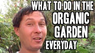 What to Do in the Organic Garden Every Day