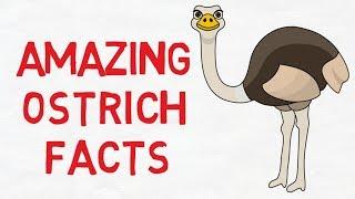 Ostrich facts for kids - Facts about ostrich for kids - Animal kingdom - Simply E-learn kids