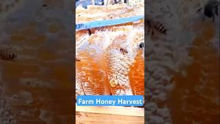 Golden Harvest: Sweet Rewards of Beekeeping Farm Honey Collection  #trending #shorts #honey