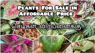 Plants for Sale in affordable rate/செடிகள் விற்பனைக்கு