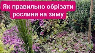 Встигніть обрізати рослини на зиму, ще не пізно. Мій власний досвід.