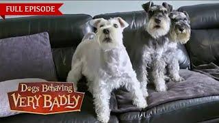 Dogs Behaving Very Badly: Series 4 - Episode 4 | Full Episode