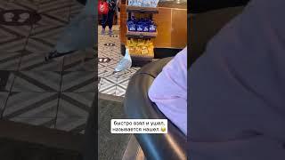 Усатые хвостатые