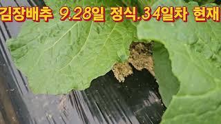 김장배추 9.28일정식 (정주영 회장님 왈.임자 해봤어 해봐냐고!) 이말씀이 생각이 나네요.