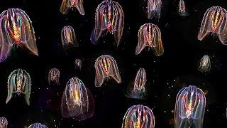 Glowing Neon Jellyfish floating through ocean: HD video