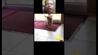 Jab mummy ne farsh per #comedyshorts #funnydogsreaction #funnyvideo