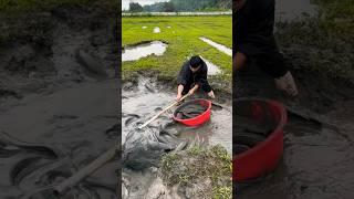 The process of catfish fishing!! Fish trapping, village fishing catfish #fishing #catfish #shorts