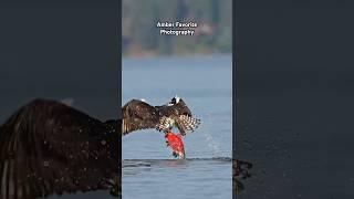 An Osprey works hard to pull a Kokanee out of the lake #osprey #wildlife #nature #birdsofprey #bif