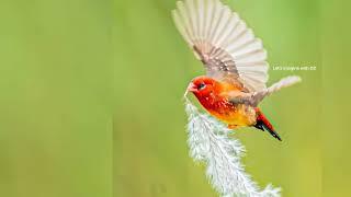 Amazing bird song#beautifulnature #birdsbeauty #birdslover #birdsounds