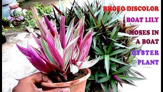 Grow and care guide for Rhoeo discolor/ Boat lily/ Oyster plant; an ornamental houseplant