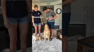 Dog favorite parent challenge! #goldenretriever #dog