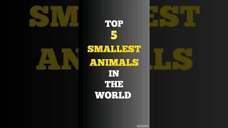 Top 5 smallest Animal in the World!! #shortsvideo #viral #shorts #tiktok