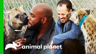 Vets Get Up Close And Personal With A Playful Hyena | The Vet Life