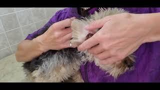 Grooming a difficult Yorkie (Yorkshire terrier) dog breed without restraints, grooming, resistant