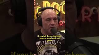 We NEED Chickens! #jre #joerogan