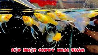 Cập Nhật các dòng Guppy tại Đức Đỗ Guppy | Căn nhà cá bảy màu đầu năm 2023