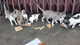 Feeding stray cats during typhoon in philippines  #cat #typhoon #flood #philippines #feedingcats