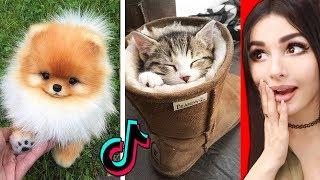 The CUTEST Animals On Tik Tok