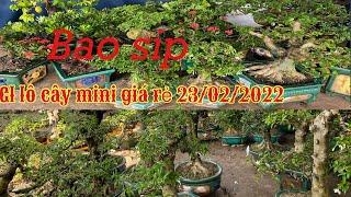 Ngày 23/02 Gl vài lô cây mini,bonsai Hoàng Tấn 097 5282803