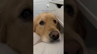 How my dog shows love ️ #dogs #dogshorts #puppies #puppy #goldenretriever #pets #cutedog