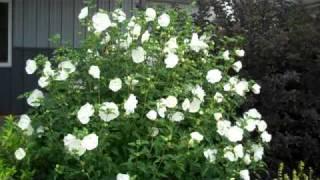 White Chiffon Hibiscus - A better Rose of Sharon