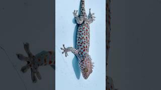 Tắc kè xinh #iguana #bebek #kucing #animals #tắc_kè #gecko #tokek