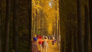 Nami Island in Beautiful Autumn Foliage 